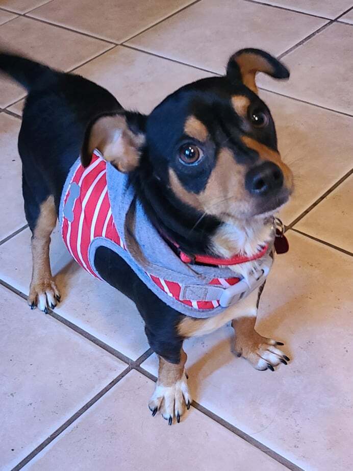 CONNER, a Adoptable mixed breed in Grand Prairie, TX image 3/12