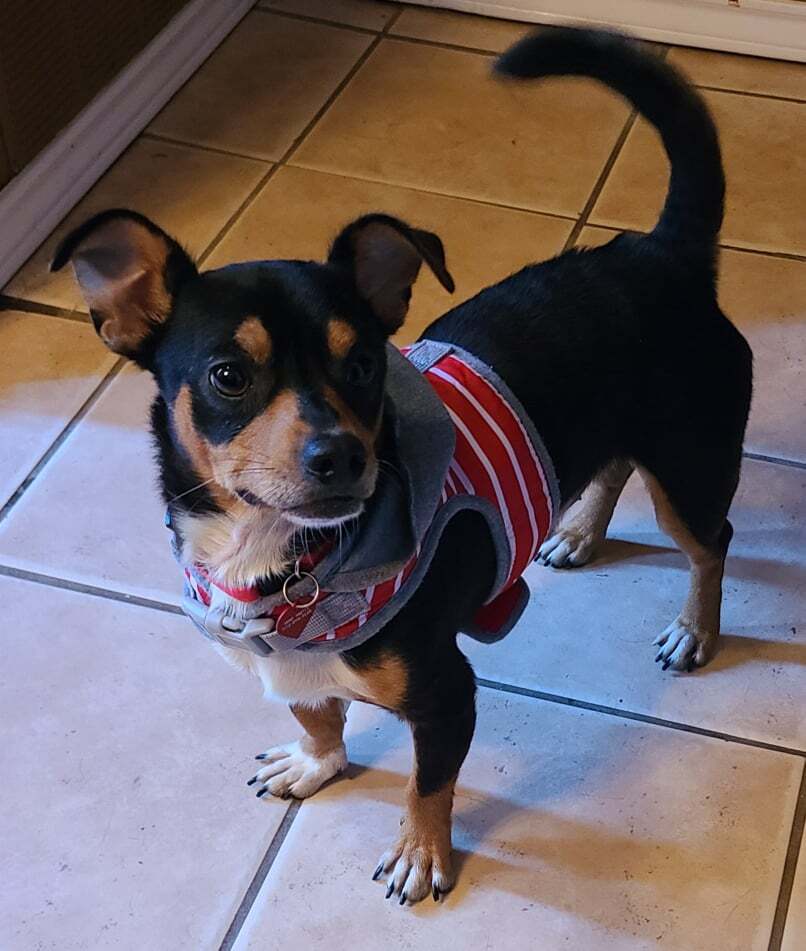 CONNER, a Adoptable mixed breed in Grand Prairie, TX image 4/12