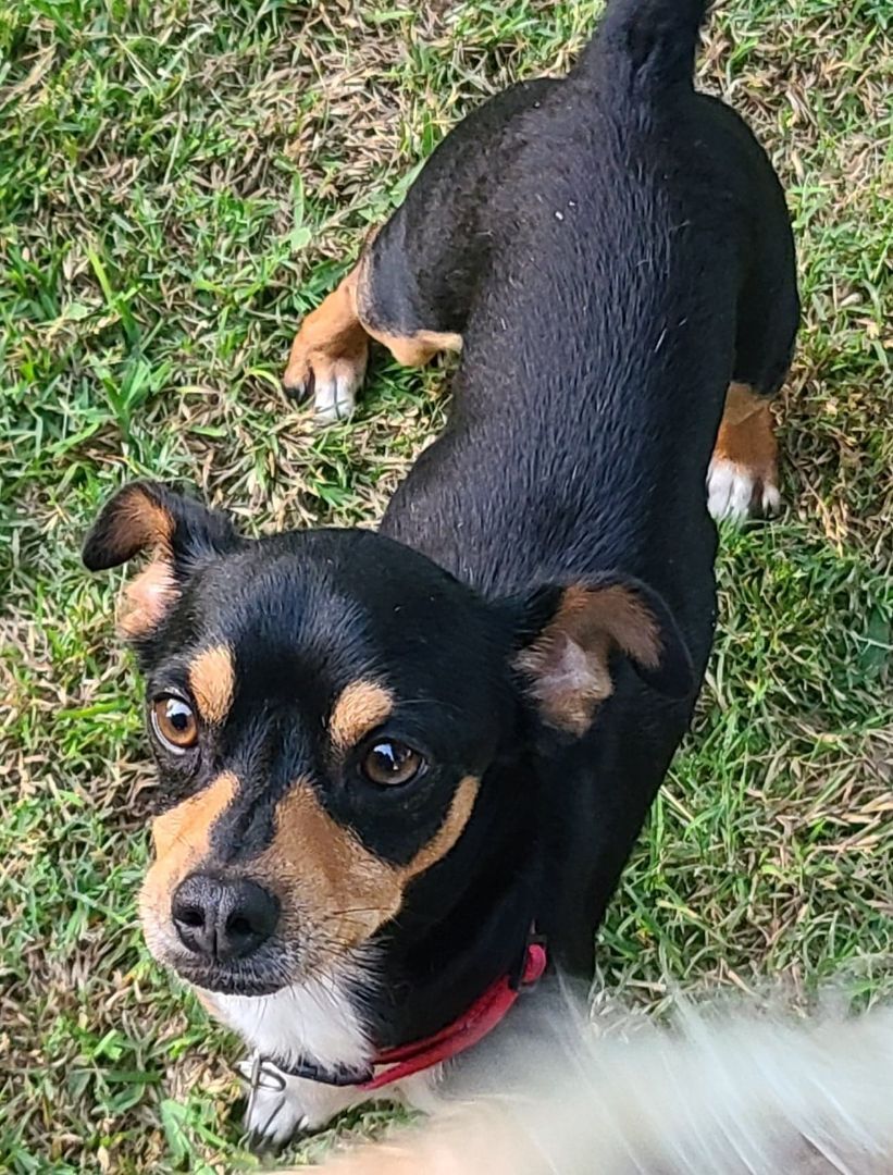 CONNER, a Adoptable mixed breed in Grand Prairie, TX image 5/12