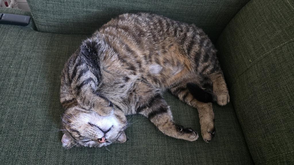 Enlarge Biggie (FIV+), a Adoptable mixed breed in Minneapolis, MN image 3/5