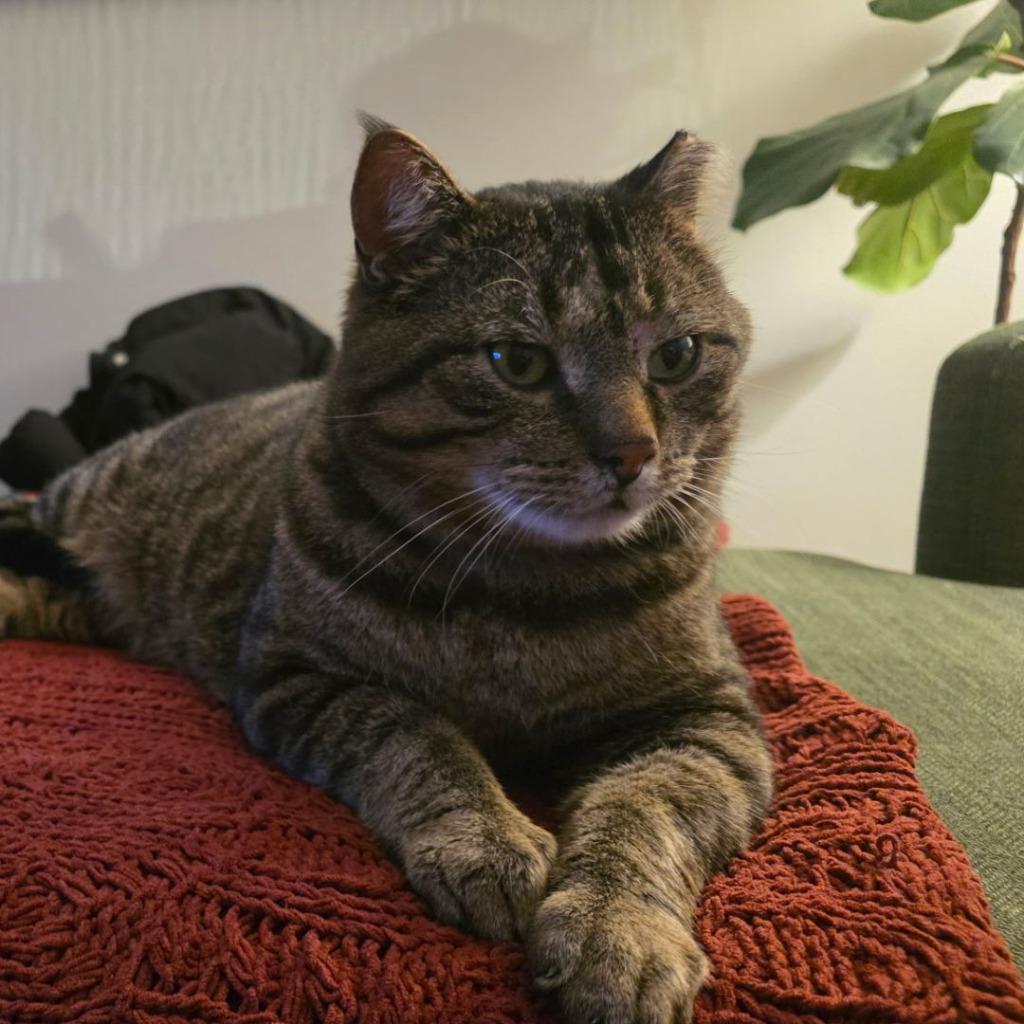 Enlarge Biggie (FIV+), a Adoptable mixed breed in Minneapolis, MN image 1/5