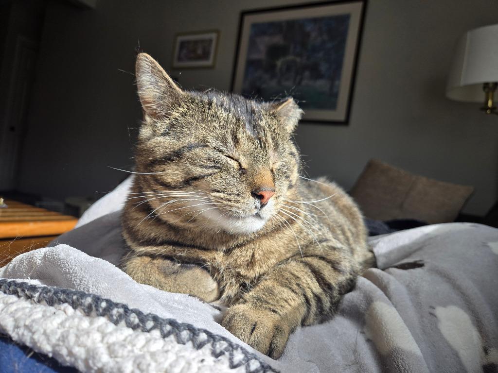 Enlarge Biggie (FIV+), a Adoptable mixed breed in Minneapolis, MN image 4/5