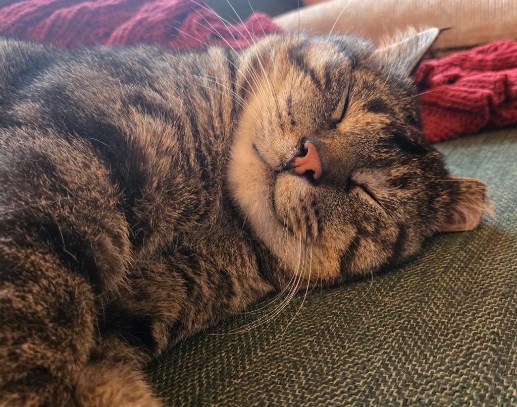 Enlarge Biggie (FIV+), a Adoptable mixed breed in Minneapolis, MN image 5/5