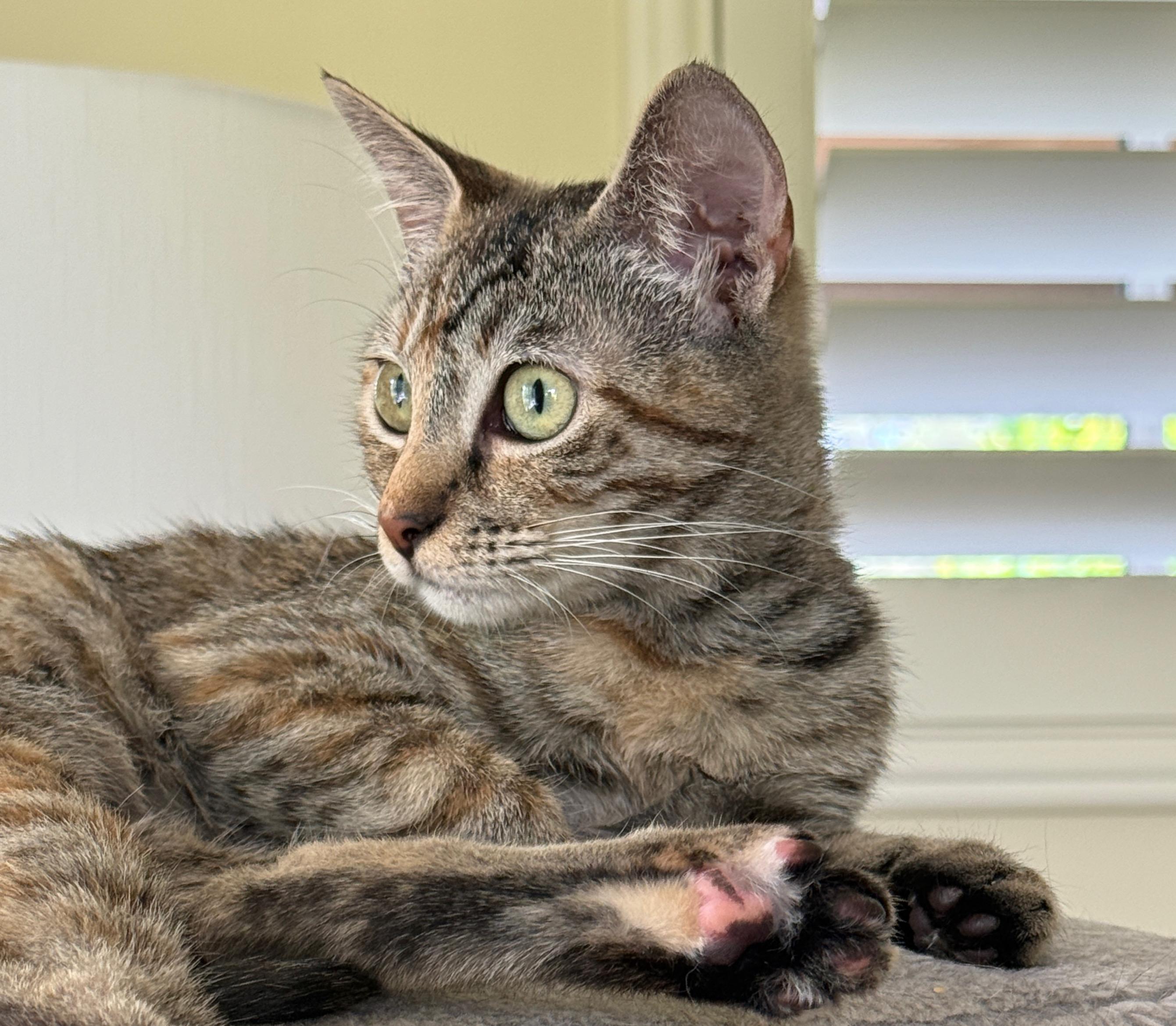 Enlarge Sweet Cinnamon Raisin Cookie, a Adoptable mixed breed in Boston, MA image 5/6