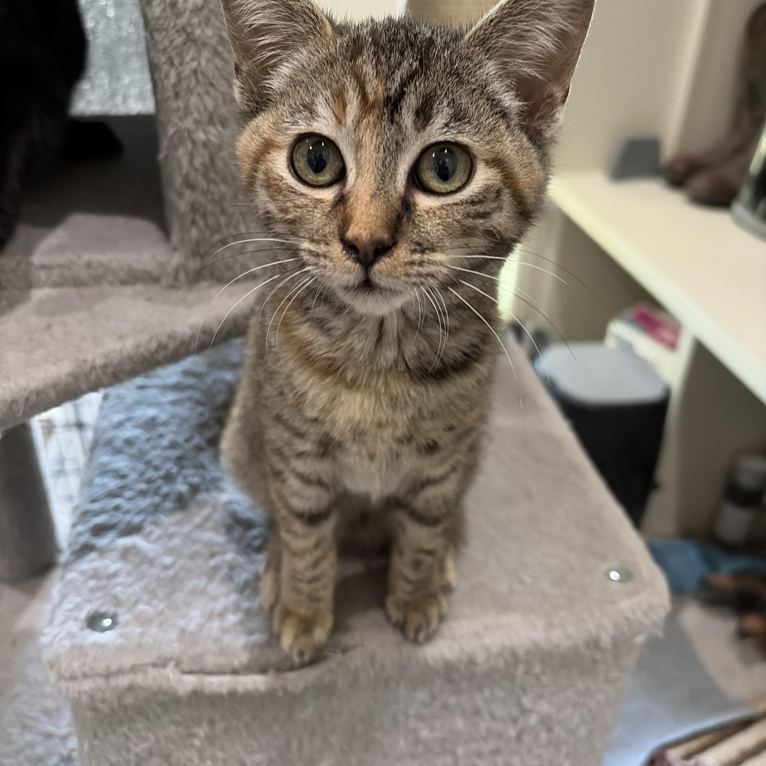 Enlarge Sweet Cinnamon Raisin Cookie, a Adoptable mixed breed in Boston, MA image 1/6