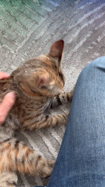 Enlarge Sweet Cinnamon Raisin Cookie, a Adoptable mixed breed in Boston, MA video 6/6