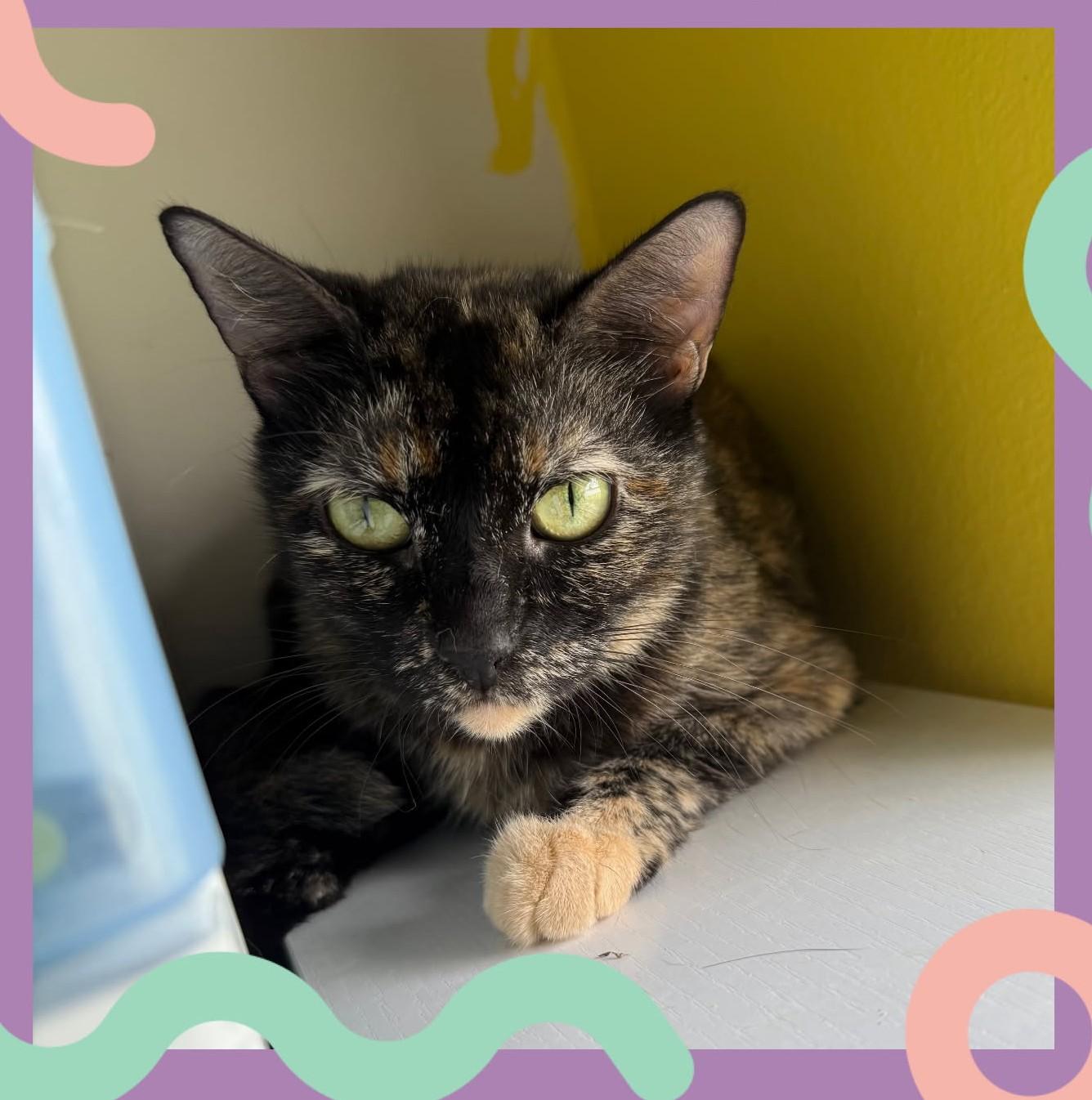 Sonora , Adoptable, Young Female Tortoiseshell.