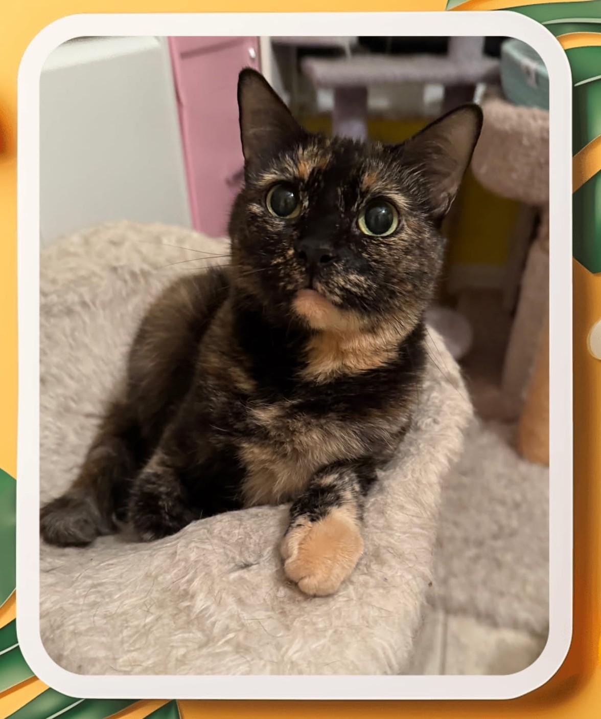 Enlarge Sonora , a Adoptable Tortoiseshell in West Warwick, RI image 3/3