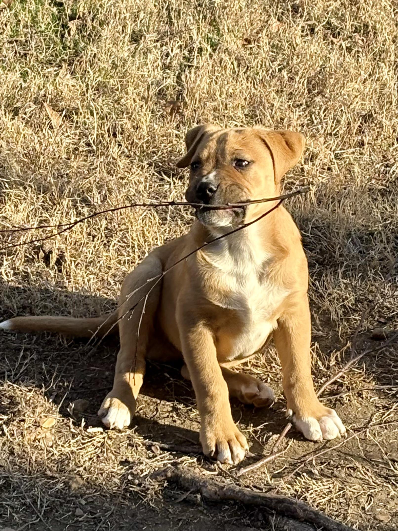 Enlarge Teddy, an adoptable mixed breed in Arlington , VA image 2/4