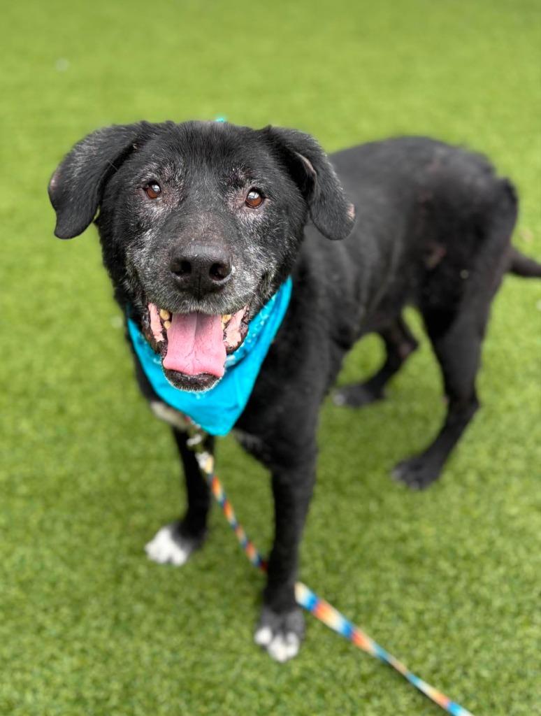 Enlarge Silas, a Adoptable Black Labrador Retriever in Hartsville, SC image 1/2