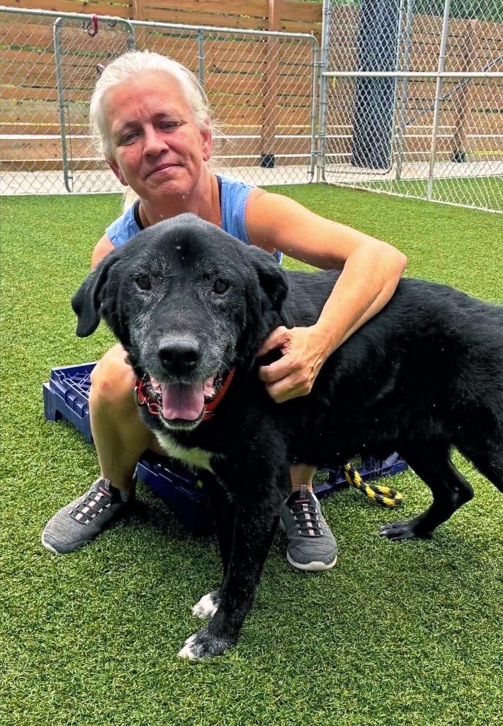 Enlarge Silas, a Adoptable Black Labrador Retriever in Hartsville, SC image 2/2