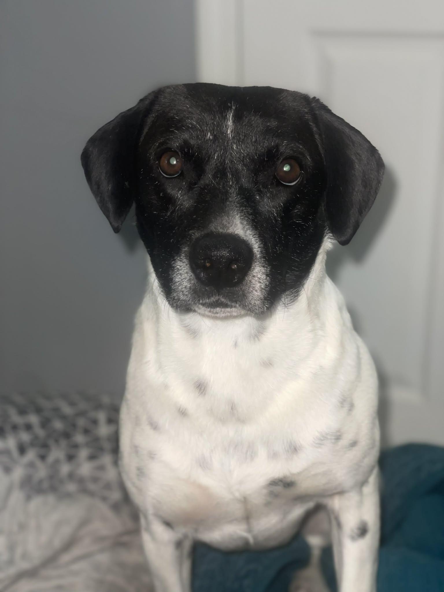Minnie, Adoptable, Young Female English Pointer.