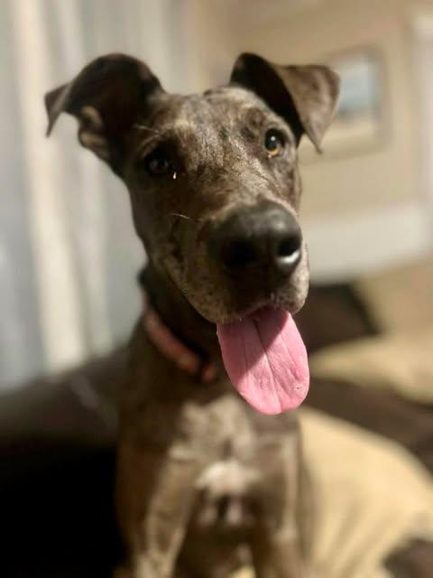 Myla, a Adoptable mixed breed in Oklahoma City, OK image 2/5