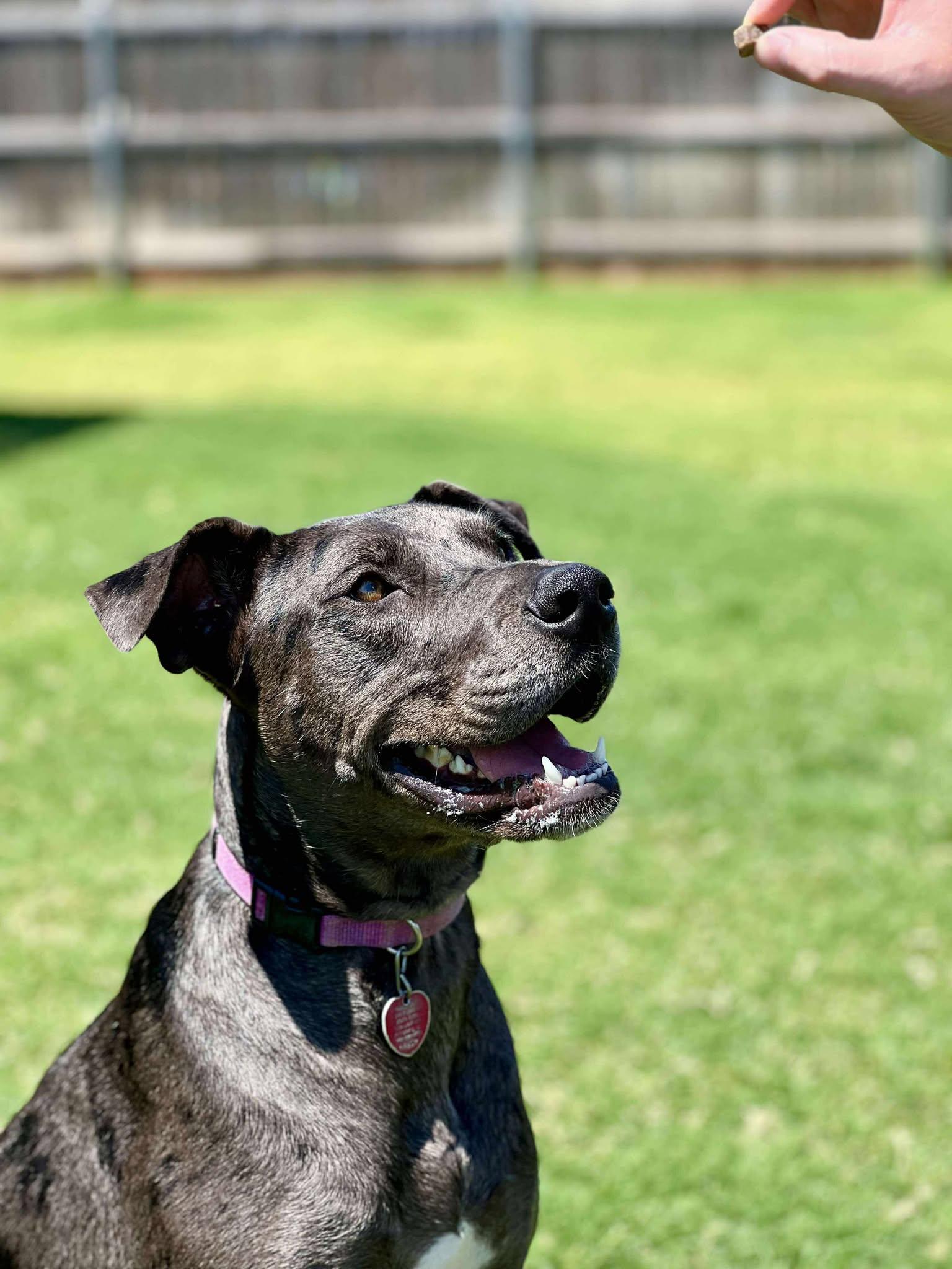 Myla, a Adoptable mixed breed in Oklahoma City, OK image 5/5