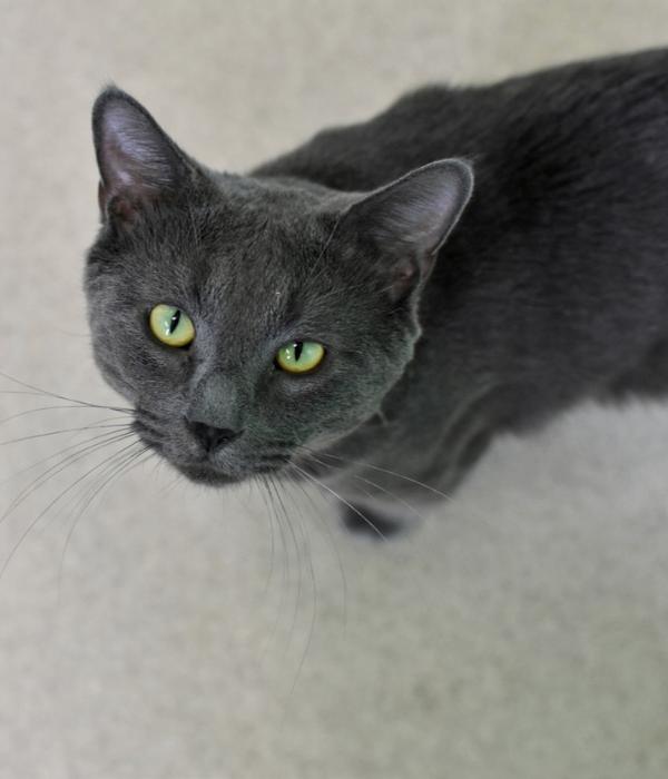 Pork Tenderloin, a Adoptable Domestic Short Hair in Marietta, GA image 1/4
