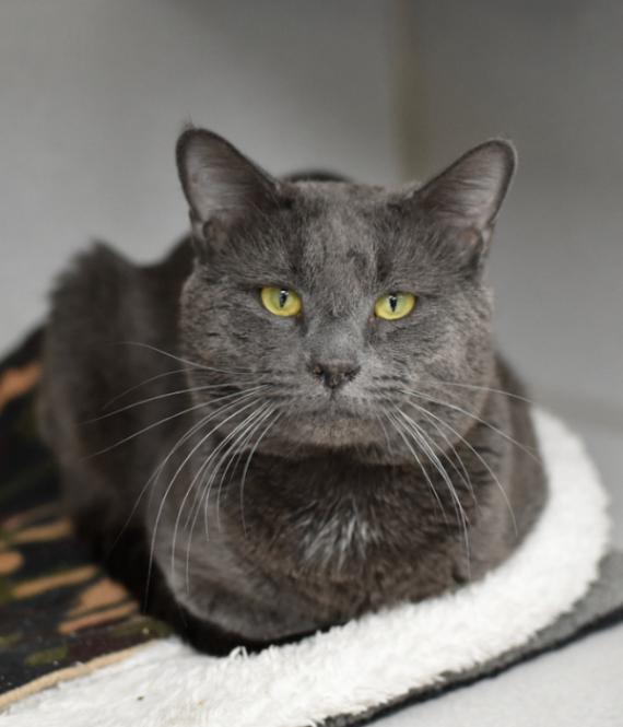 Enlarge Pork Tenderloin, a Adoptable Domestic Short Hair in Marietta, GA image 1/1