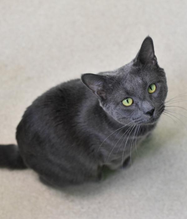 Pork Tenderloin, a Adoptable Domestic Short Hair in Marietta, GA image 3/4