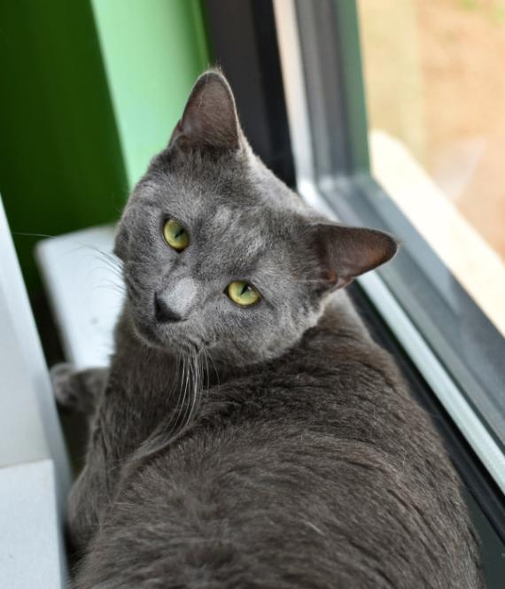 Pork Tenderloin, a Adoptable Domestic Short Hair in Marietta, GA image 4/4