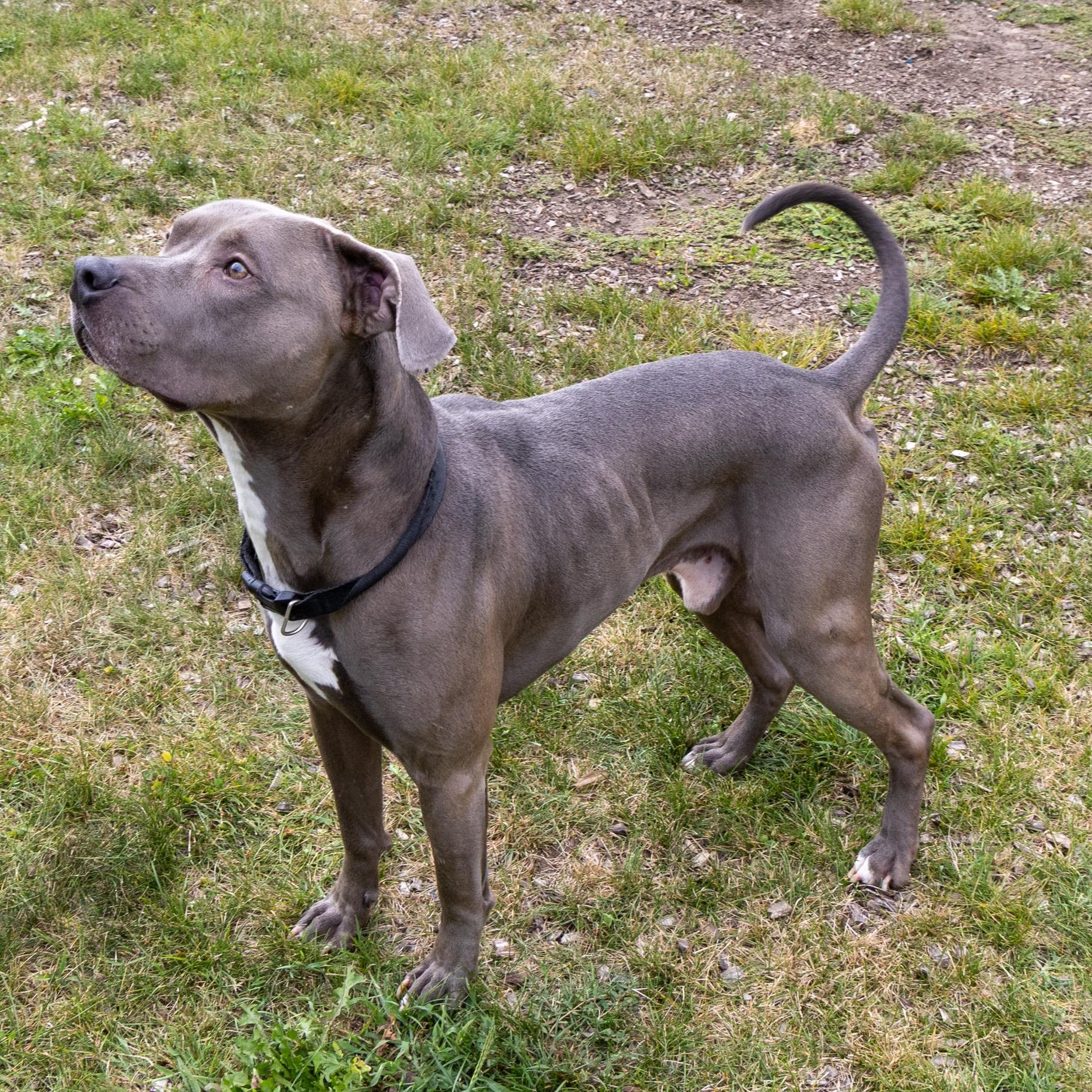 Enlarge Mercury, a Adoptable mixed breed in Mount Pleasant, MI image 4/4