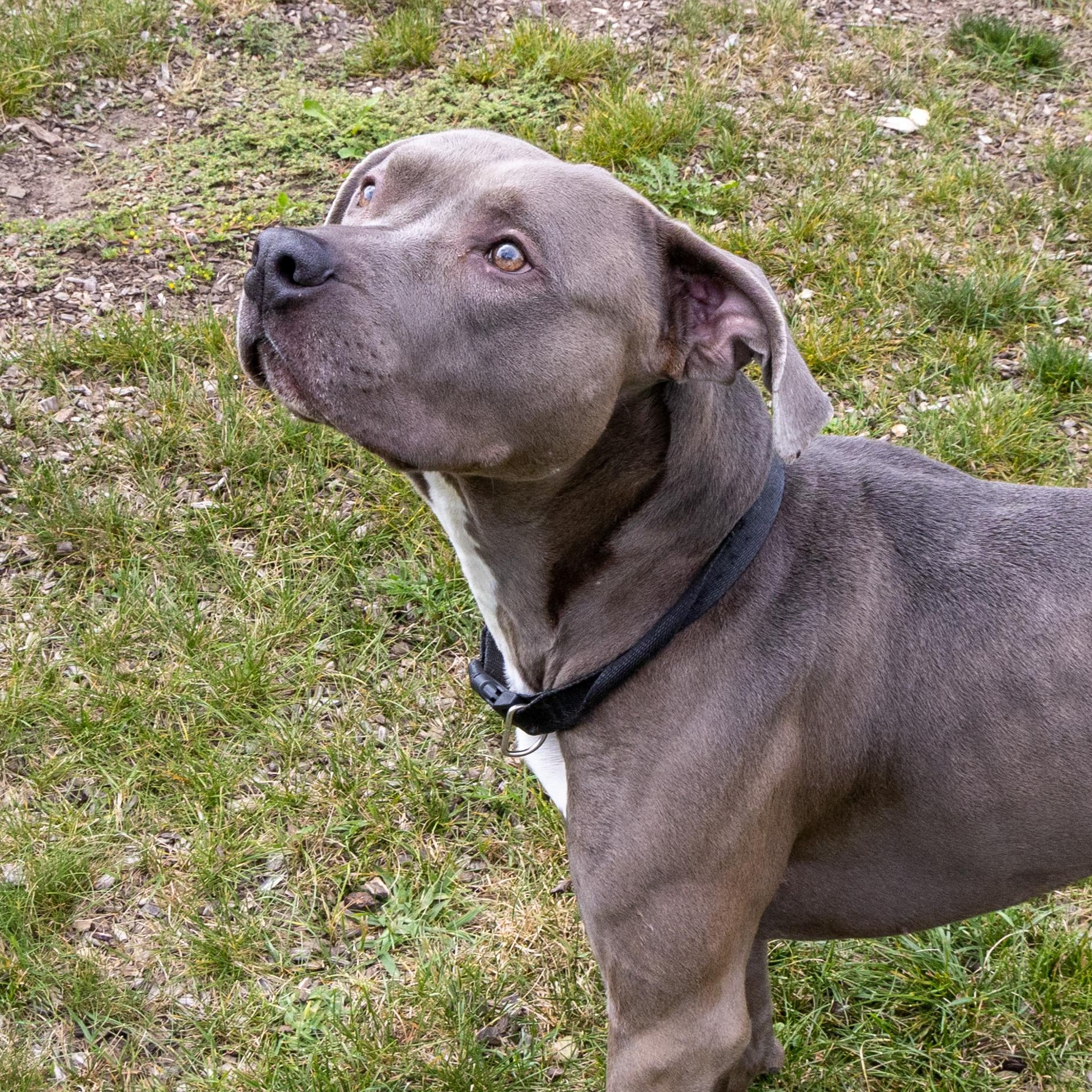 Enlarge Mercury, a Adoptable mixed breed in Mount Pleasant, MI image 2/4