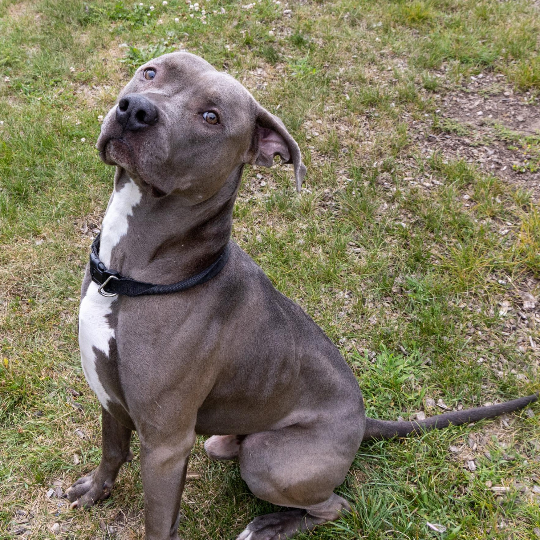 Enlarge Mercury, a Adoptable mixed breed in Mount Pleasant, MI image 3/4