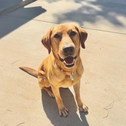 Enlarge Jimbo, a Adopted mixed breed in Sun Valley, CA image 4/6