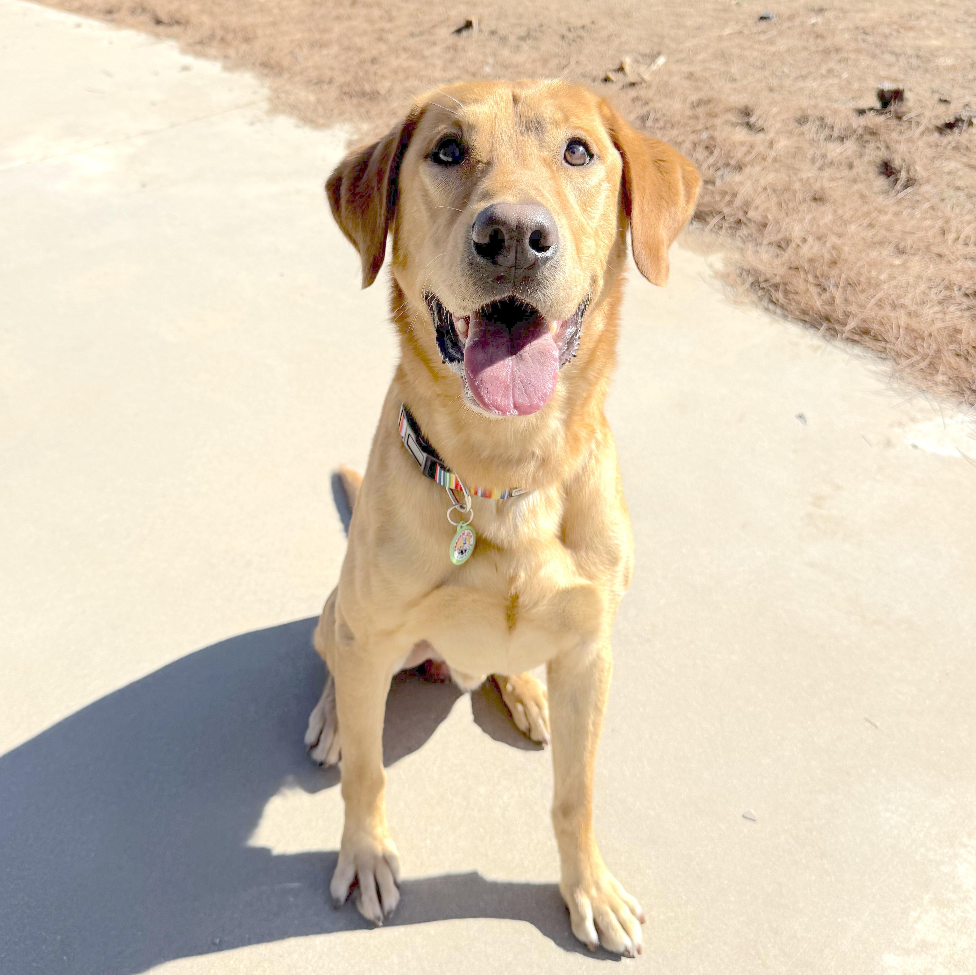 Enlarge Jimbo, a Adoptable Labrador Retriever in Sun Valley, CA image 1/3