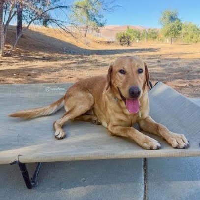 Enlarge Jimbo, a Adopted mixed breed in Sun Valley, CA image 3/6