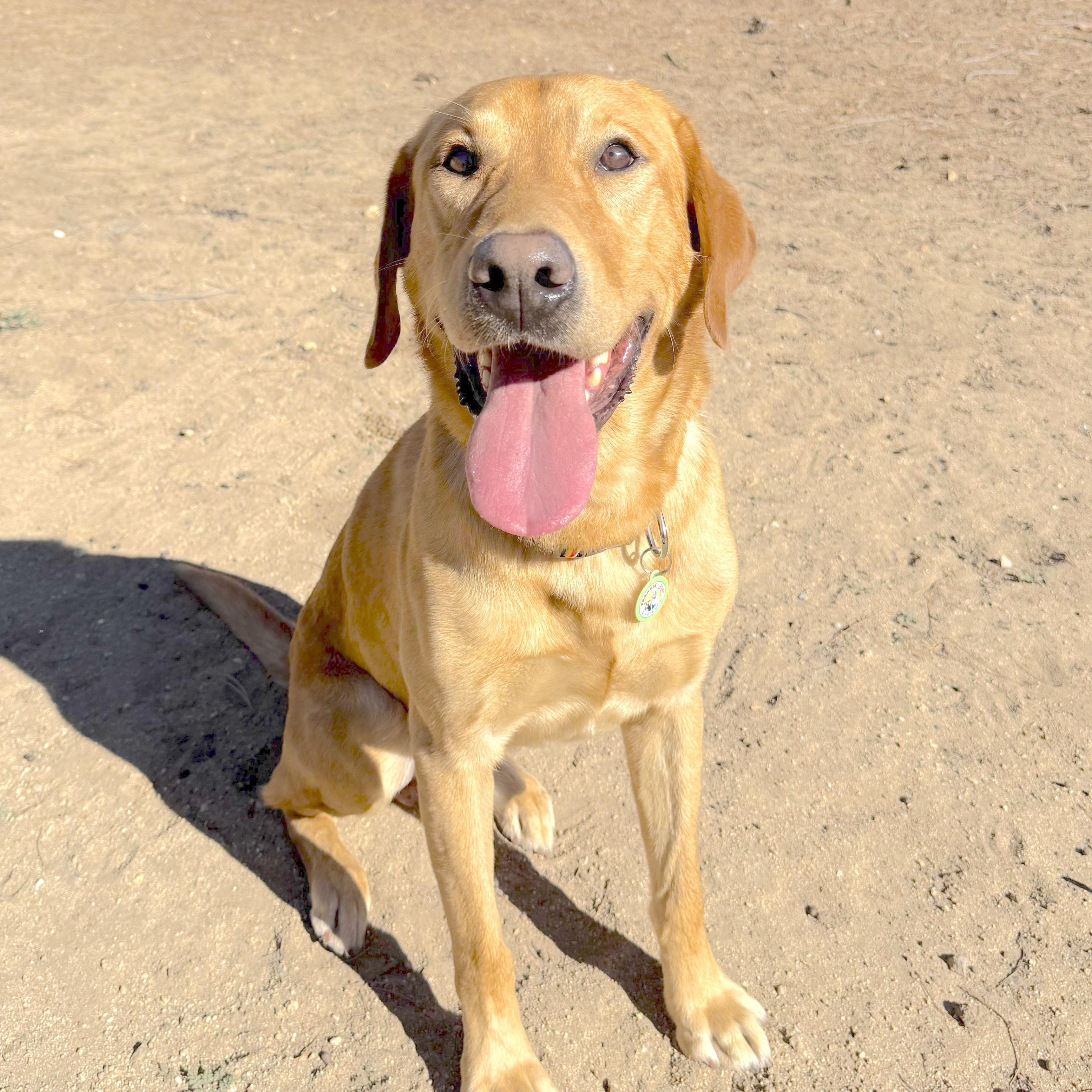Enlarge Jimbo, a Adoptable Labrador Retriever in Sun Valley, CA image 2/3