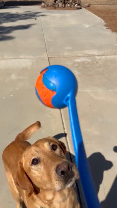 Enlarge Jimbo, a Adoptable Labrador Retriever in Sun Valley, CA video 3/3