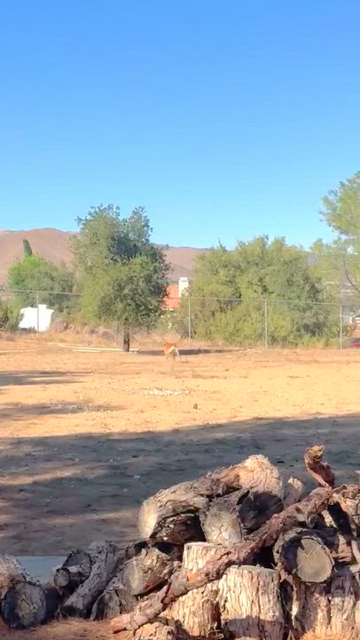 Enlarge Jimbo, a Adopted mixed breed in Sun Valley, CA video 5/6