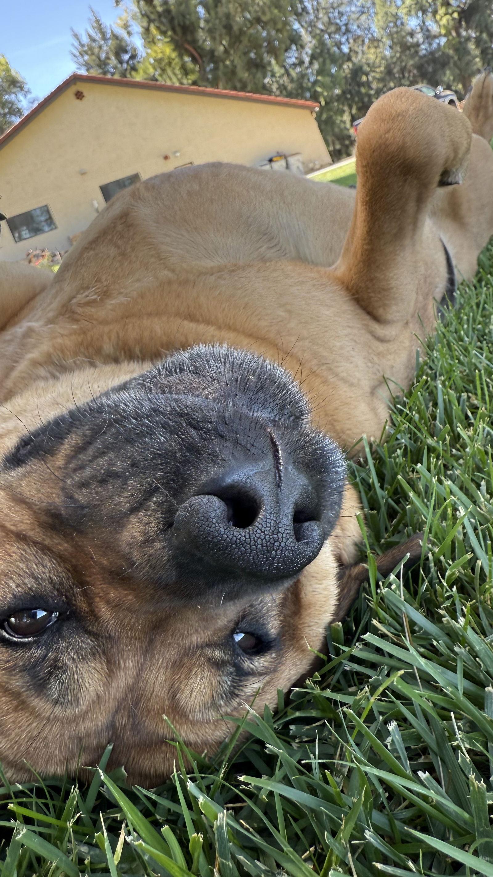 Enlarge Bella (Courtesy Post), a Adoptable Labrador Retriever in Davis, CA image 1/3
