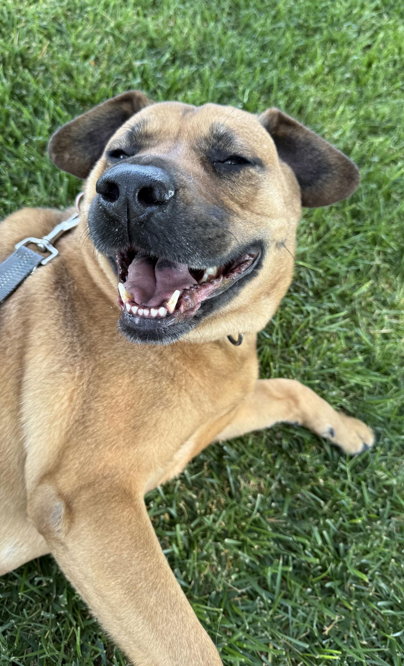 Enlarge Bella (Courtesy Post), a Adoptable Labrador Retriever in Davis, CA image 2/3
