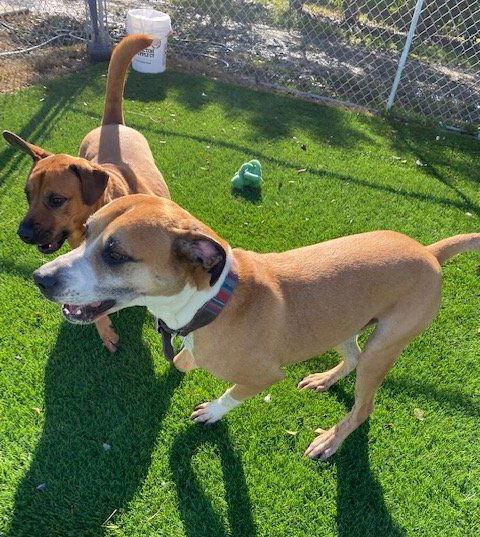 Enlarge Bella (Courtesy Post), a Adoptable Labrador Retriever in Davis, CA image 3/3
