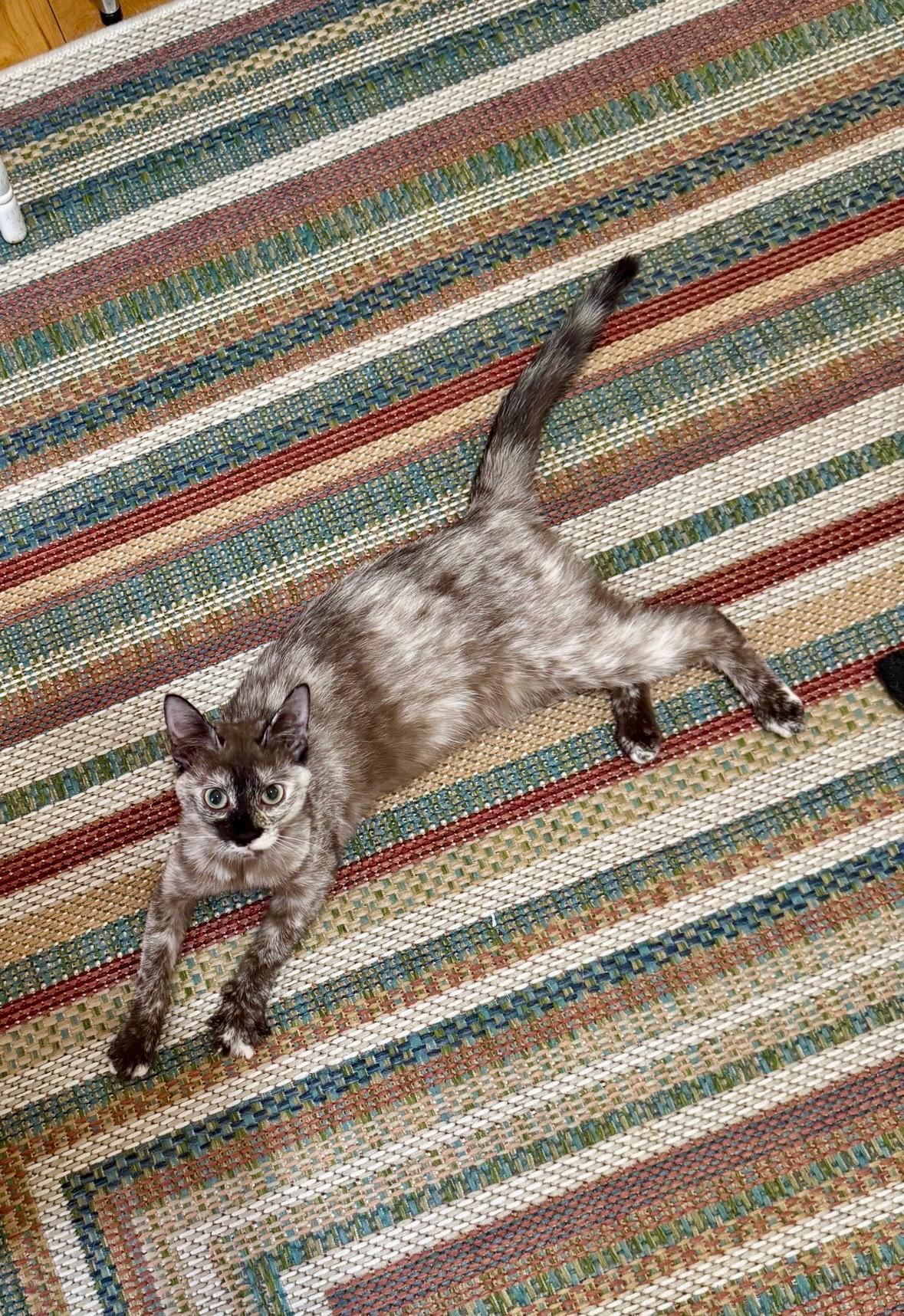 Enlarge Toffee, an adopted Dilute Tortoiseshell in Milton, MA image 3/6