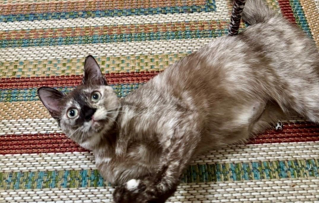 Enlarge Toffee, an adopted Dilute Tortoiseshell in Milton, MA image 2/6