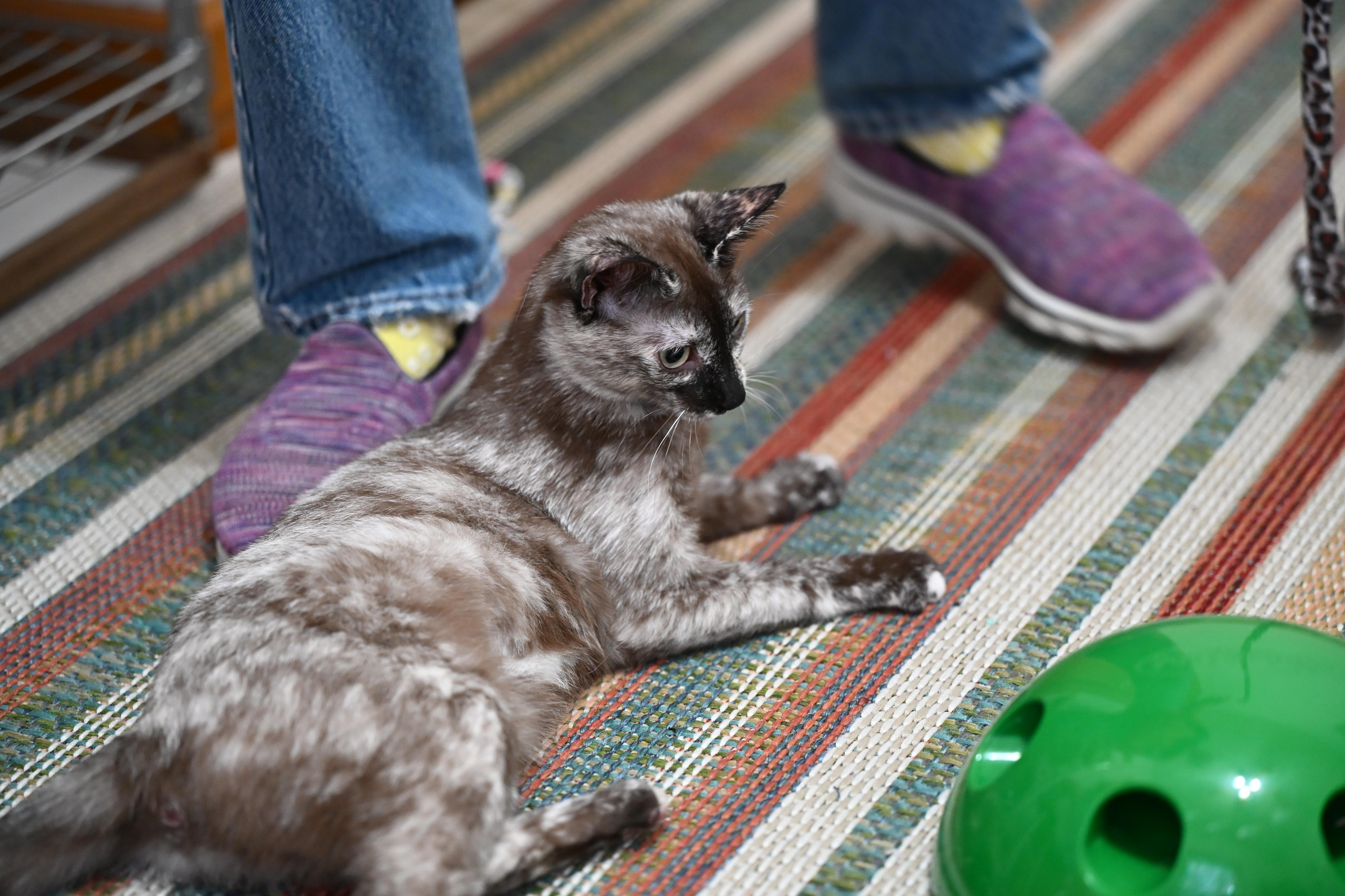 Enlarge Toffee, an adopted Dilute Tortoiseshell in Milton, MA image 6/6