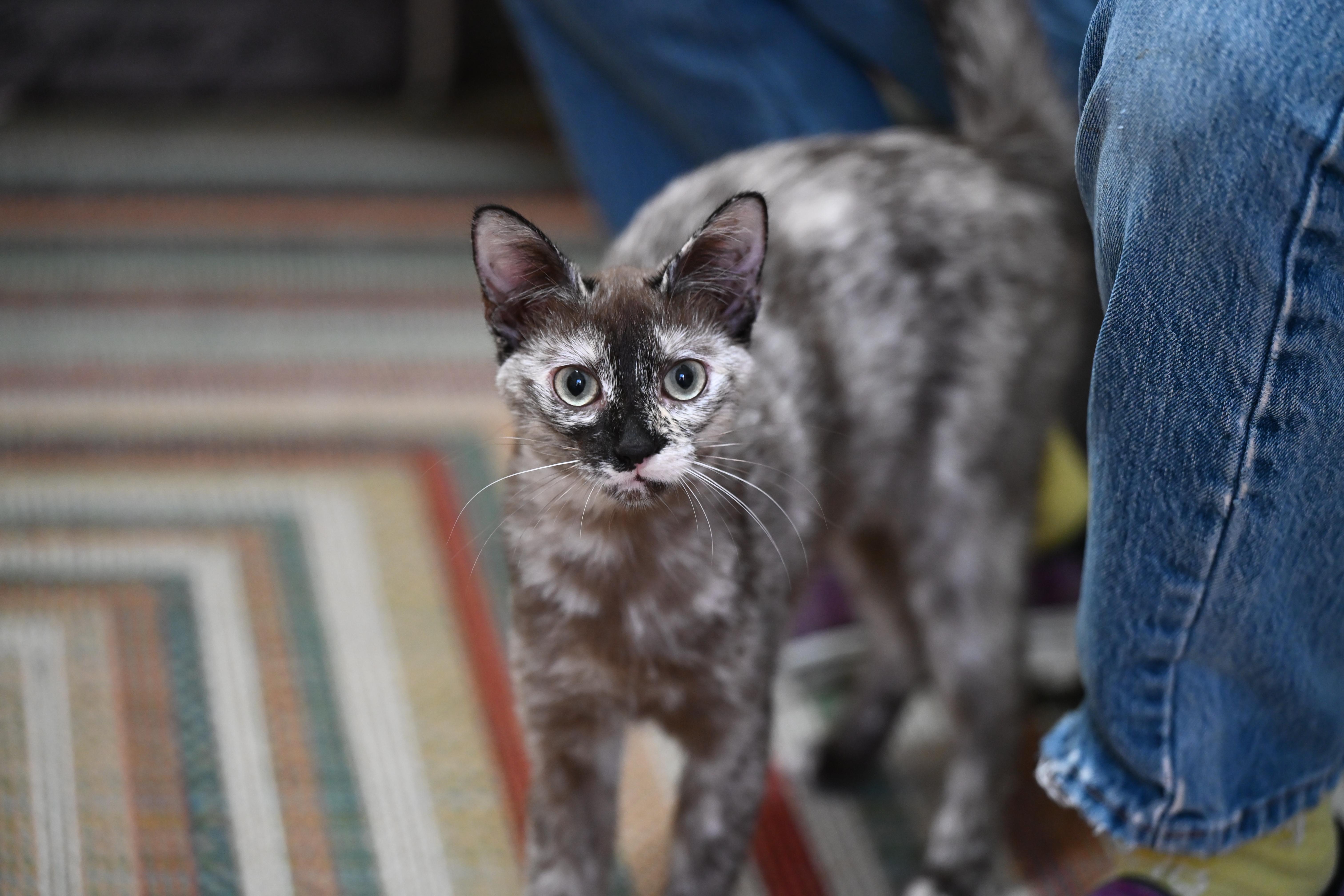 Enlarge Toffee, an adopted Dilute Tortoiseshell in Milton, MA image 5/6