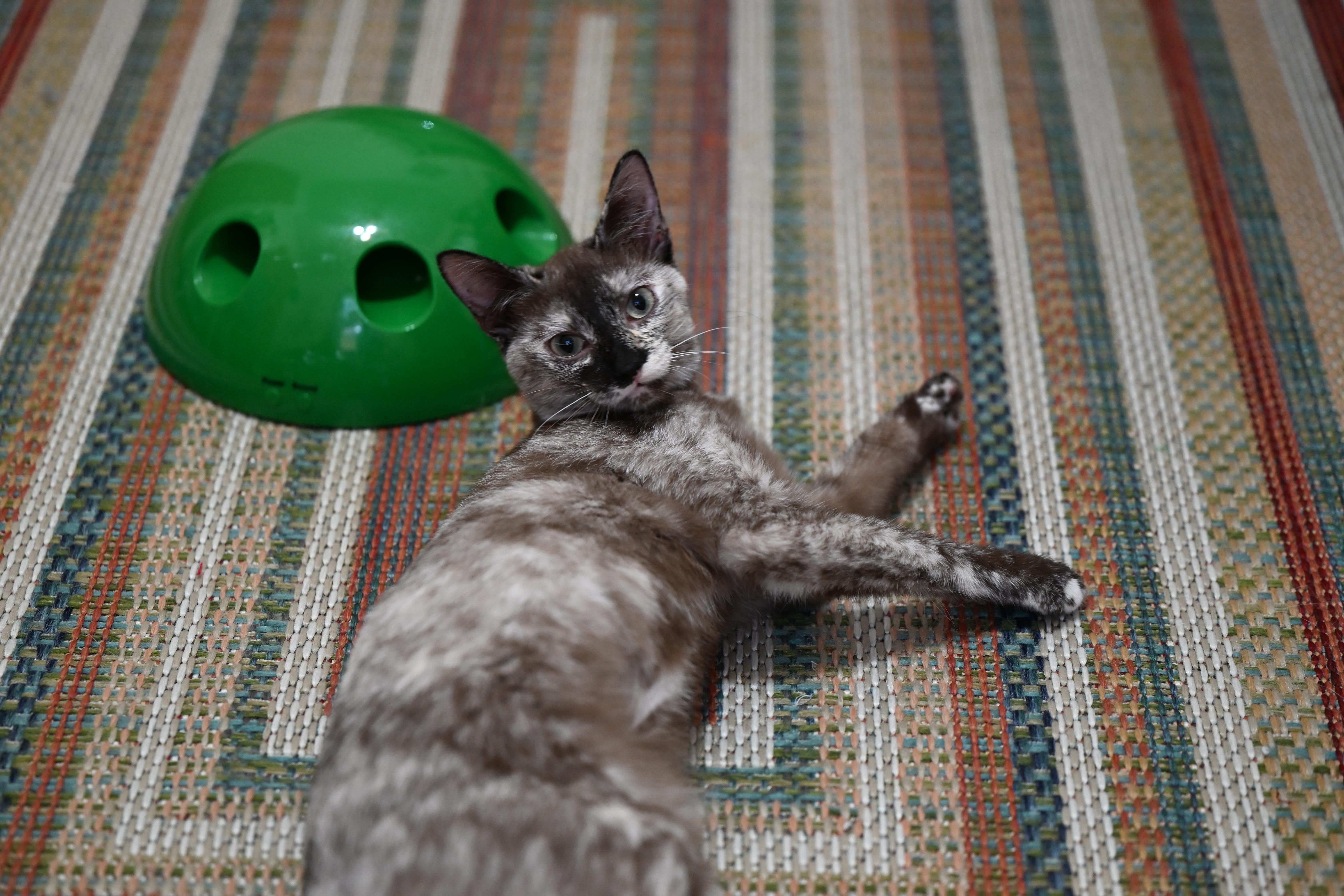 Enlarge Toffee, an adopted Dilute Tortoiseshell in Milton, MA image 4/6