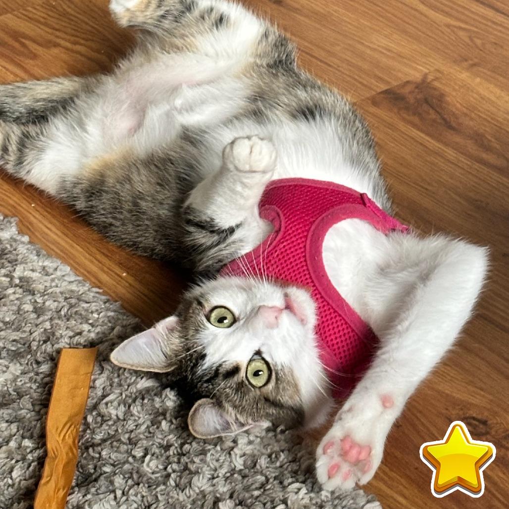 Enlarge Cloudy, a Adoptable mixed breed in Sonoma, CA image 6/6