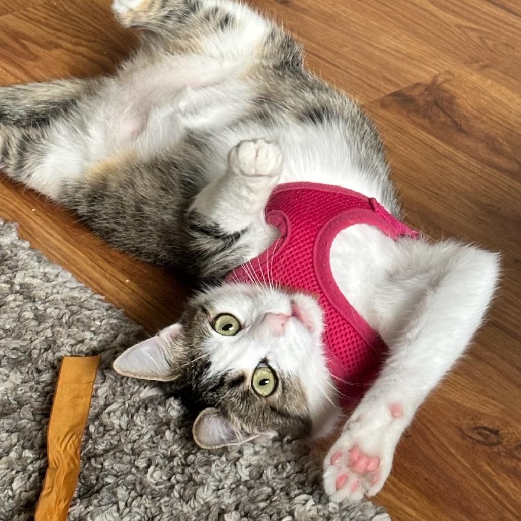 Cloudy, a Adoptable mixed breed in Sonoma, CA image 1/5