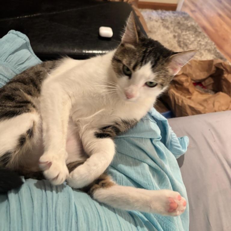 Cloudy, a Adoptable mixed breed in Sonoma, CA image 2/5