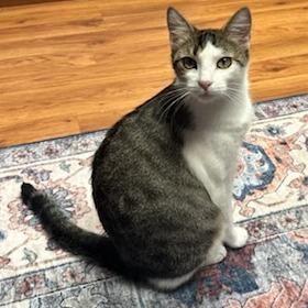 Cloudy, a Adoptable mixed breed in Sonoma, CA image 3/5