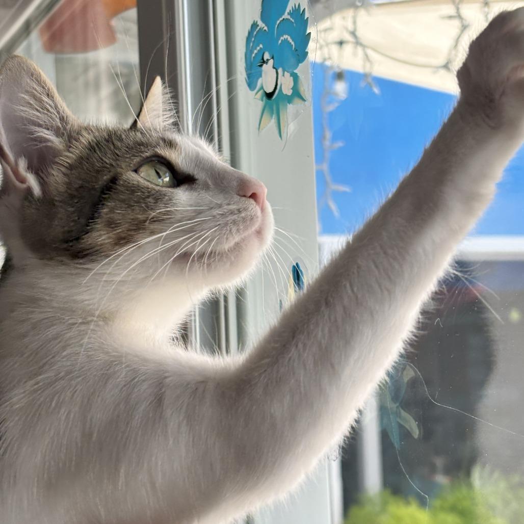 Cloudy, a Adoptable mixed breed in Sonoma, CA image 4/5