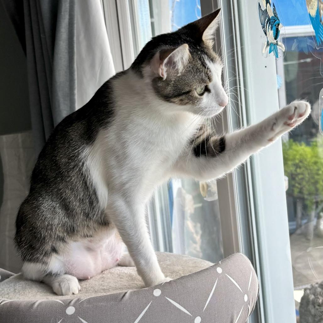 Cloudy, a Adoptable mixed breed in Sonoma, CA image 5/5