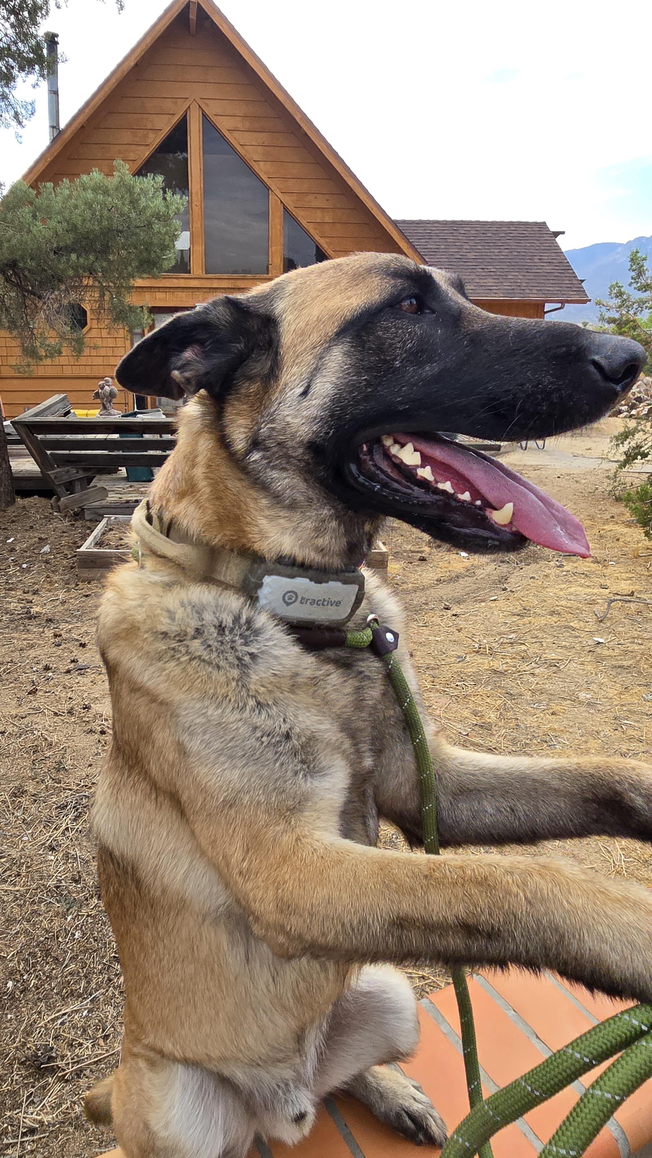 Enlarge BamBam, a Adoptable Belgian Shepherd / Malinois in Vancouver, WA image 1/6