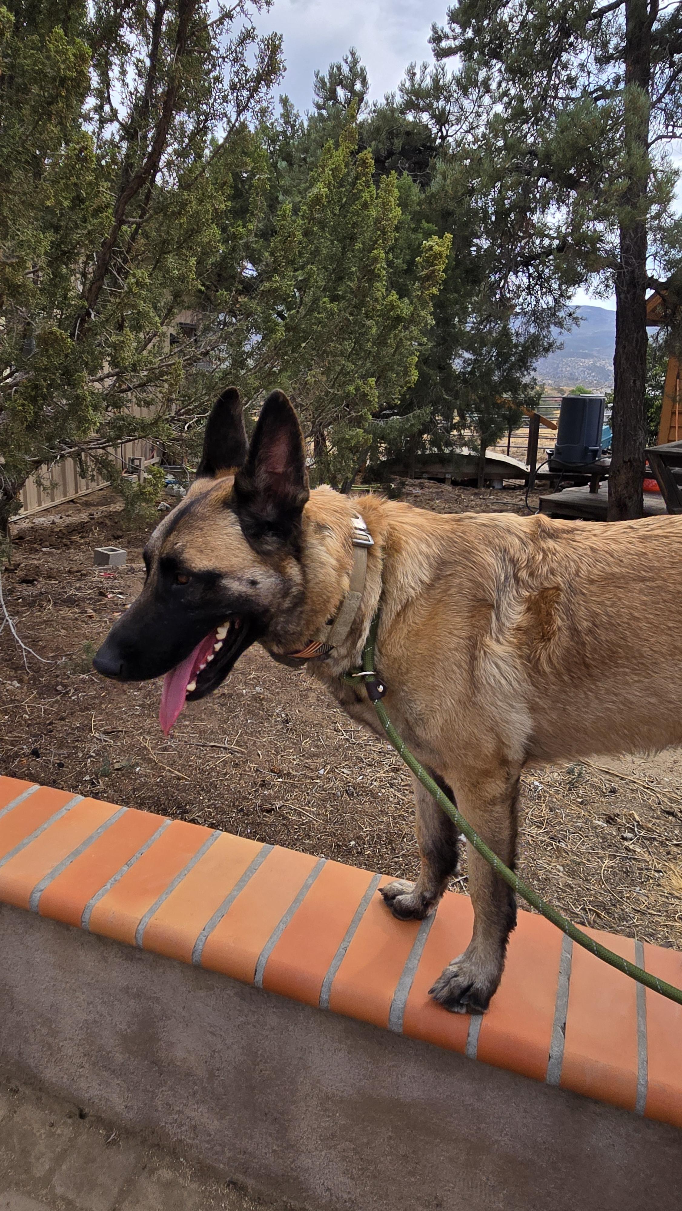 Enlarge BamBam, a Adoptable Belgian Shepherd / Malinois in Vancouver, WA image 2/6