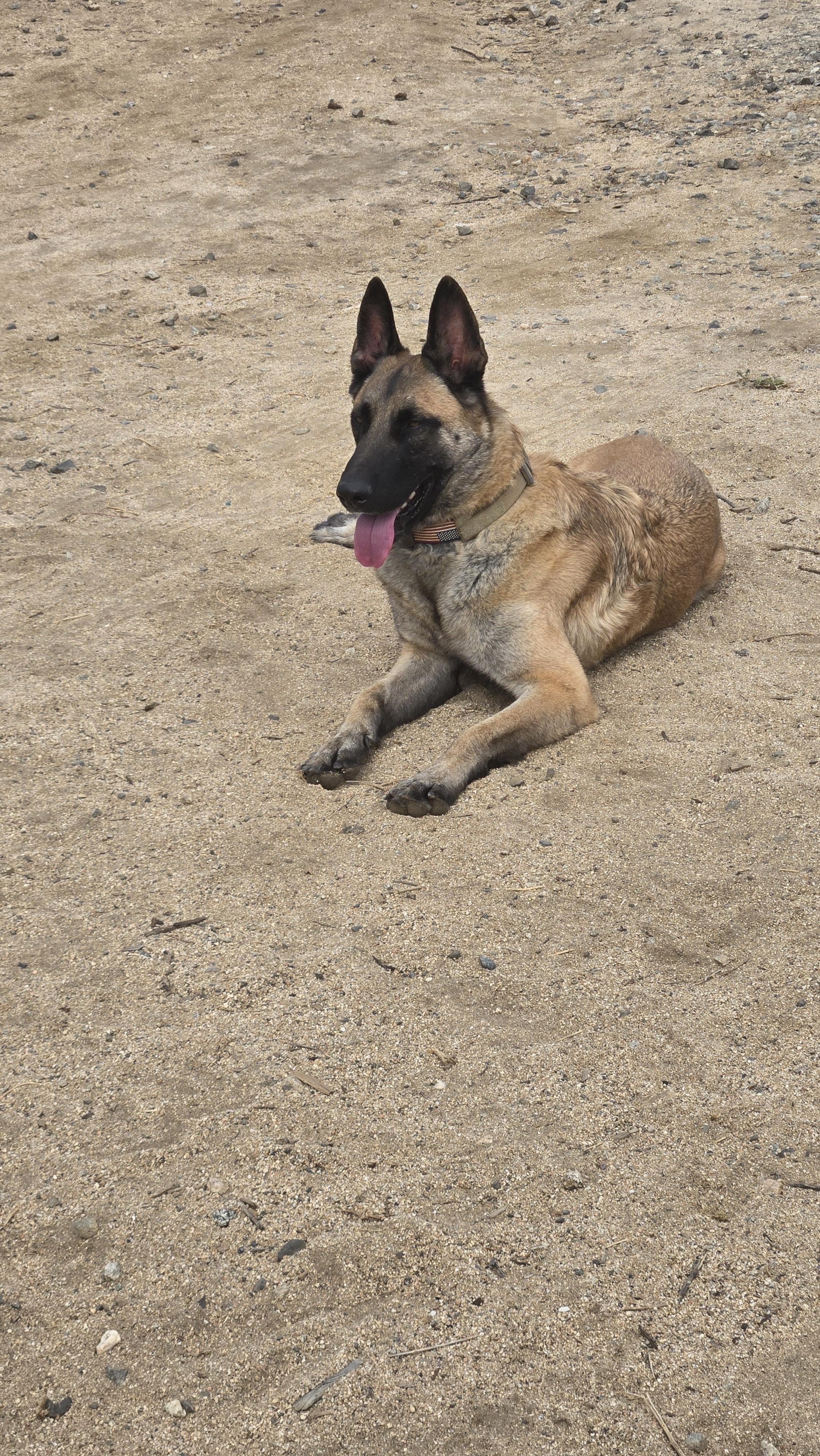 Enlarge BamBam, a Adoptable Belgian Shepherd / Malinois in Vancouver, WA image 3/6