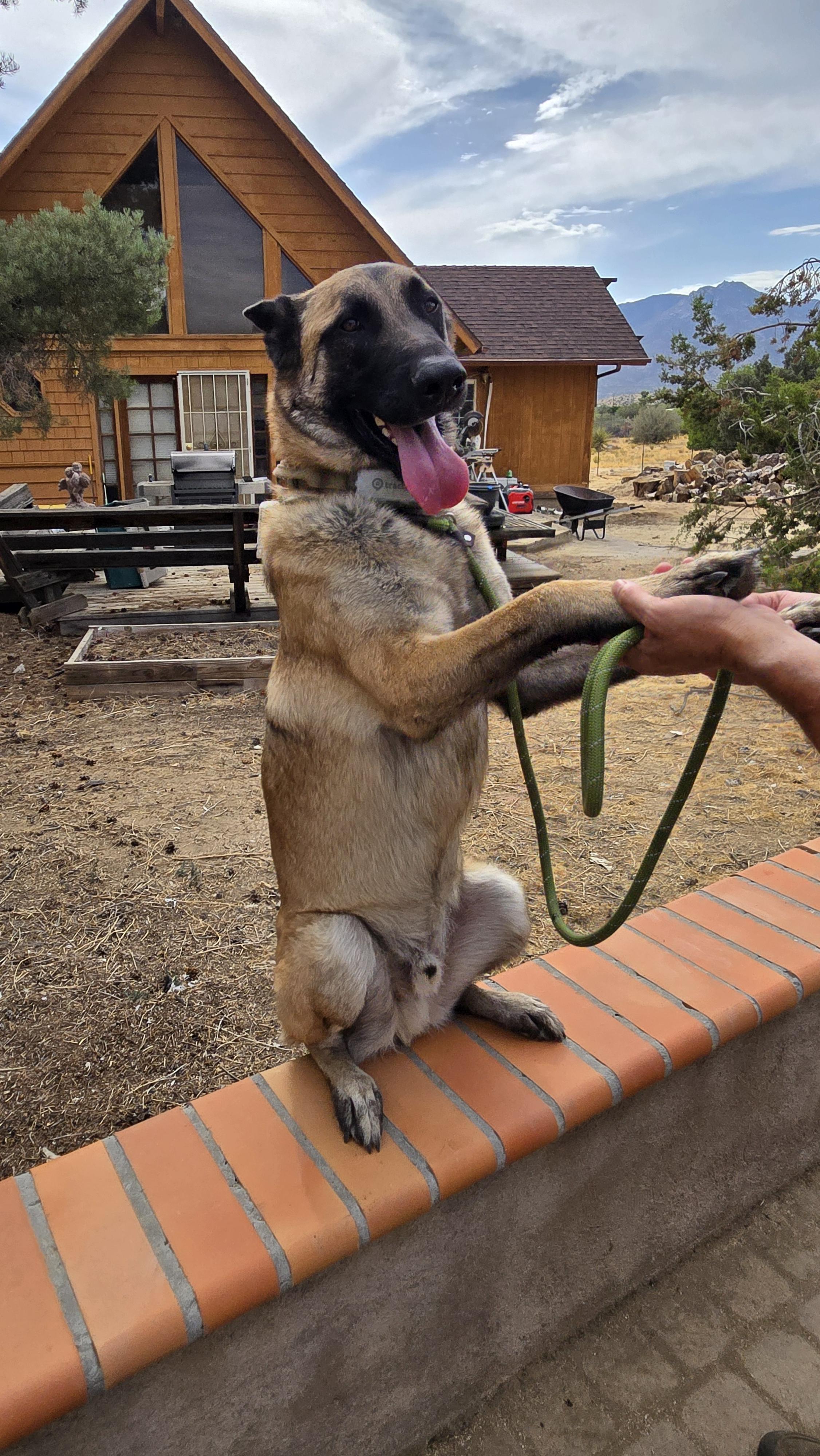 Enlarge BamBam, a Adoptable Belgian Shepherd / Malinois in Vancouver, WA image 4/6