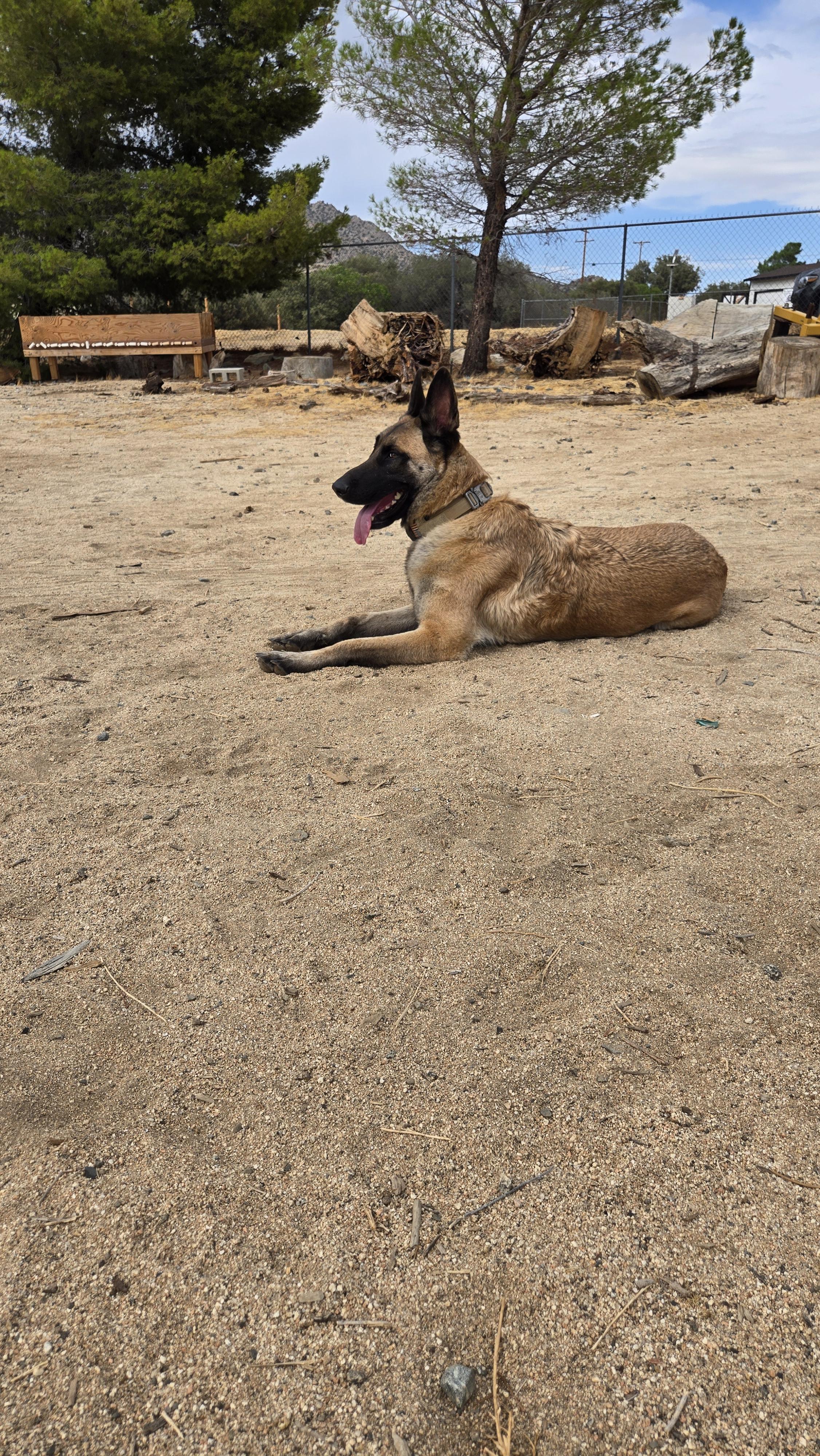 Enlarge BamBam, a Adoptable Belgian Shepherd / Malinois in Vancouver, WA image 5/6